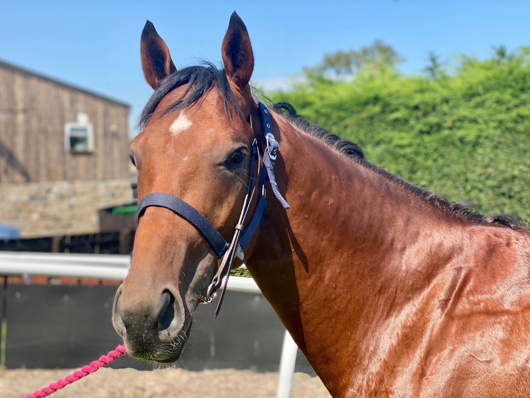 Race Horses For Sale Ann Duffield Racing North Yorkshire